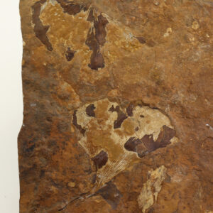 Ginkgo adiantoides (HEER)