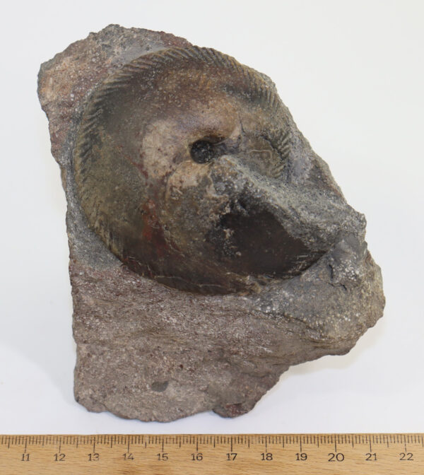 Chamoussetia chamousseti (d´ORBIGNY) – Bild 5