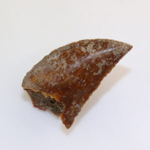 Majungosaurus crenatissimus (LAVOCAT)