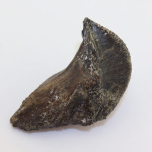 Triceratops prosus (MARSH)