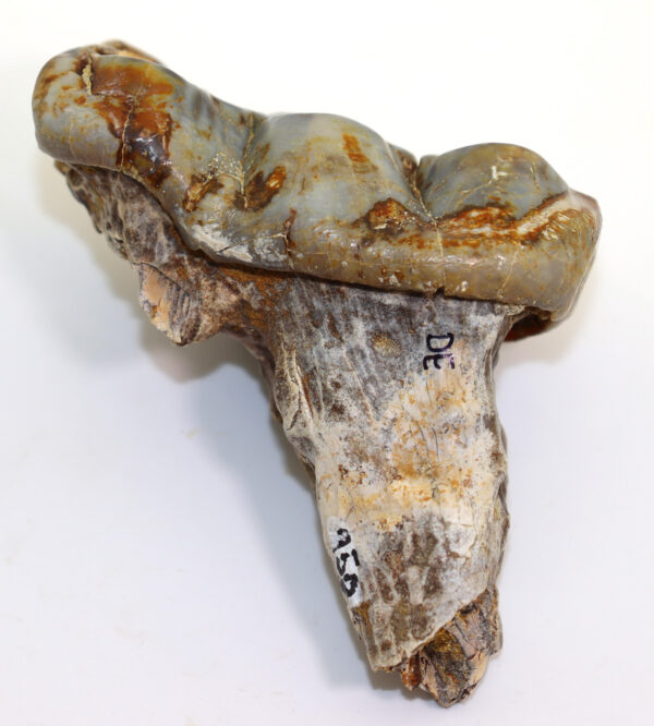 Gomphotherium augustidens (CUVIER) – Bild 4