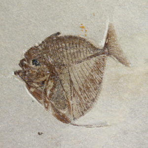 Mene rhombea (VOLTA)