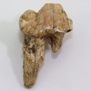 Panthera spelaea (GOLDFUSS)