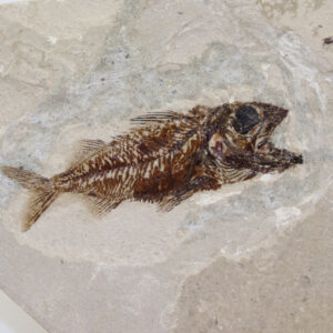 Berybolcensis leptacanthus (AGASSIZ)