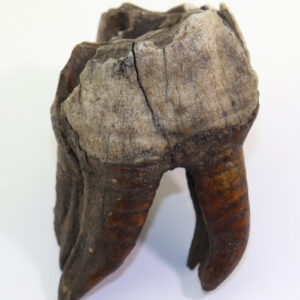 Coelodonta antiquitatis (BLUMENBACH)