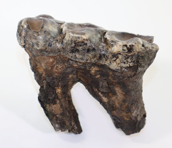 Gomphoterium sp. (BURMEISTER)