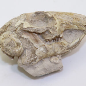 Palaeolagus haydeni (LEIDY)