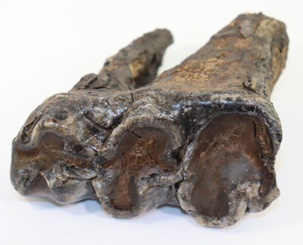 Gomphoterium sp. (BURMEISTER) – Bild 3