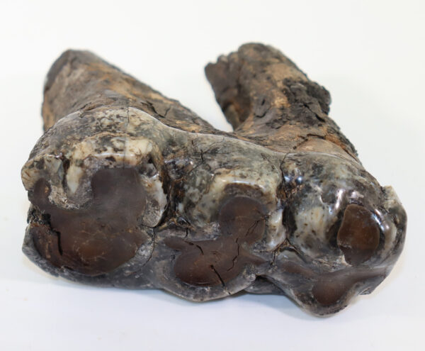 Gomphoterium sp. (BURMEISTER) – Bild 4