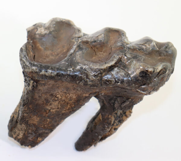 Gomphoterium sp. (BURMEISTER) – Bild 5