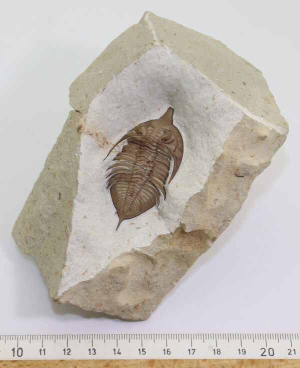 Huntonia (Huntonia) lingulifer (ULRICH & DELO) – Bild 5