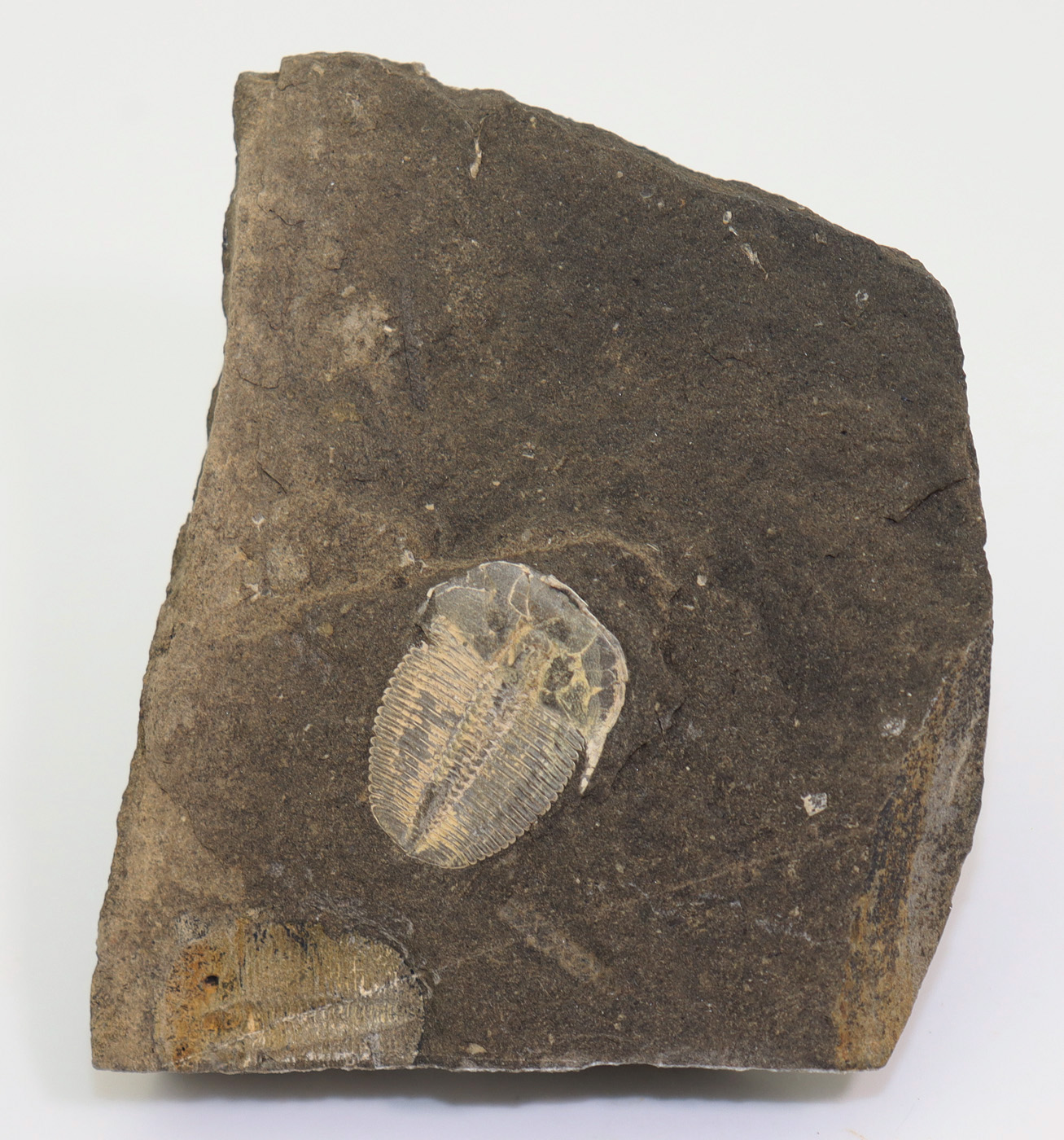 Aulacopleura konincki (BARRANDE) – Bild 4