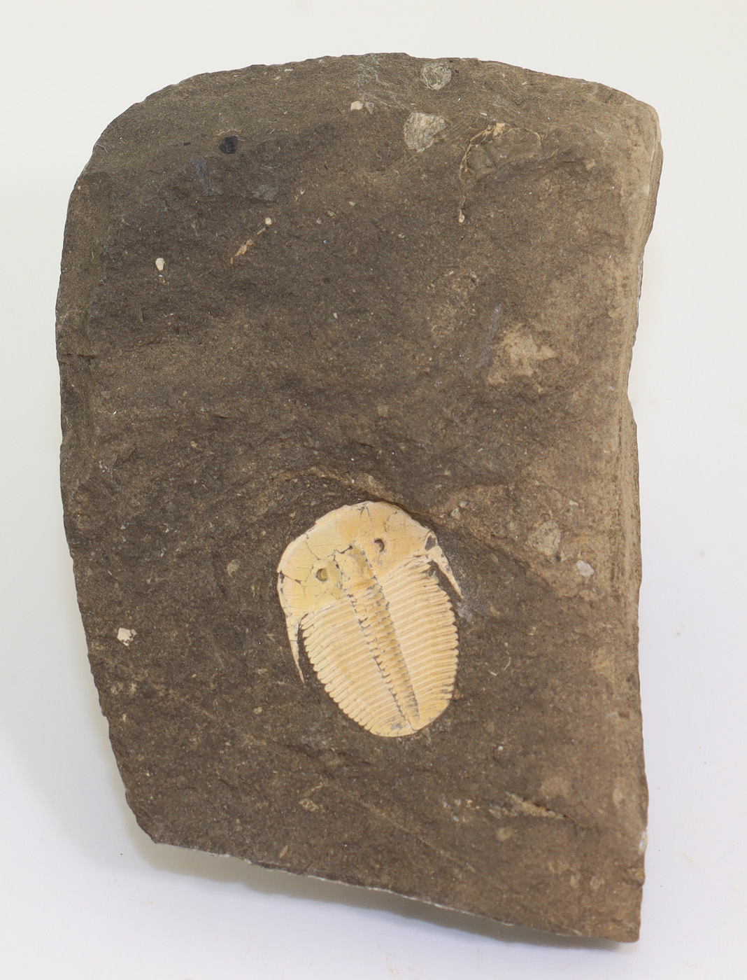 Aulacopleura konincki (BARRANDE) – Bild 5