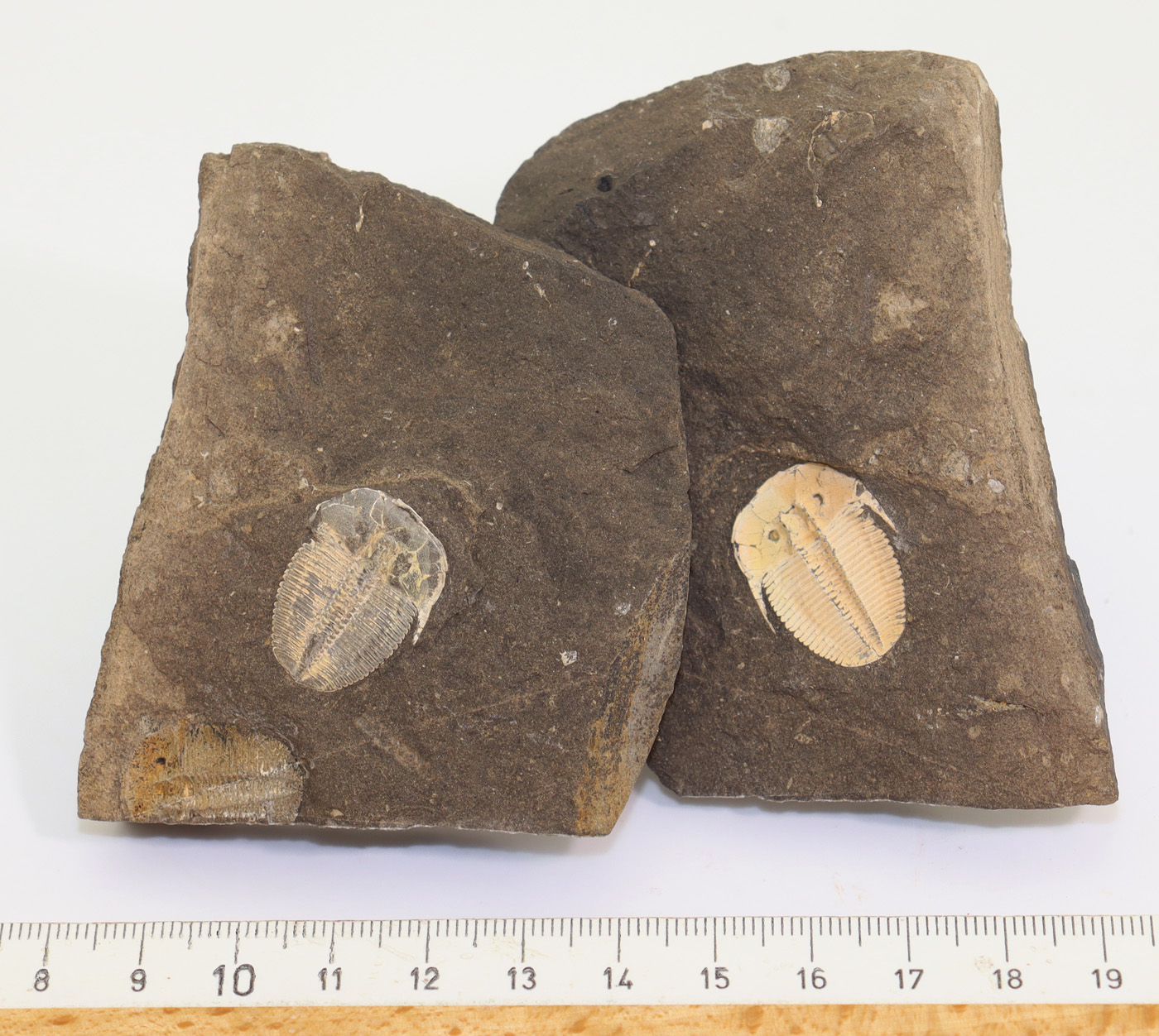 Aulacopleura konincki (BARRANDE) – Bild 6