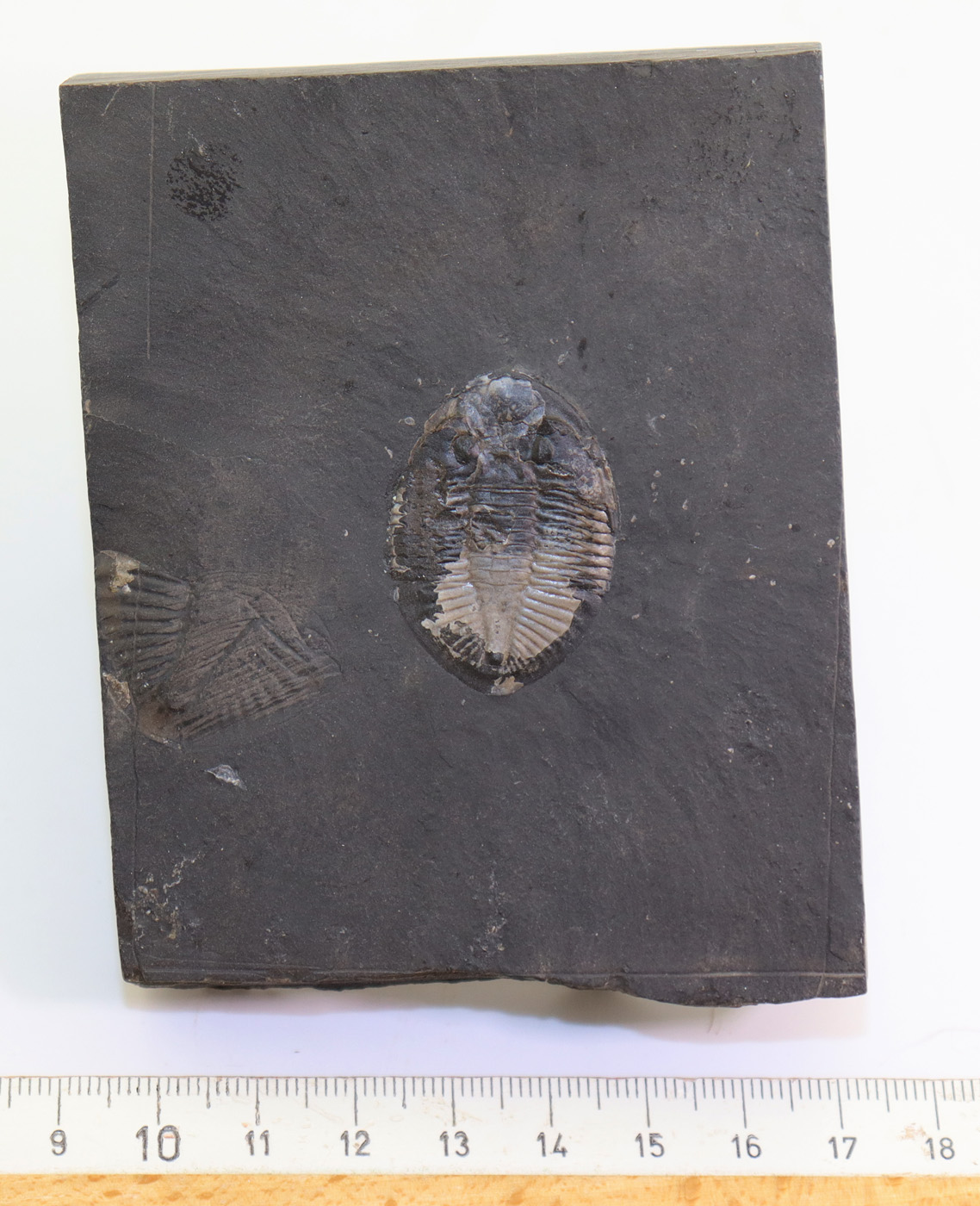 Pseudogygites latimarginatus (HALL) – Bild 4