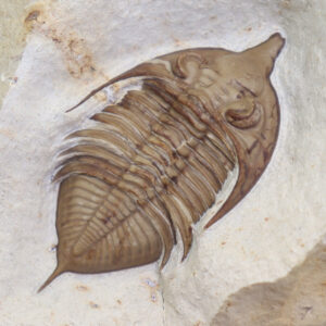 Huntonia (Huntonia) lingulifer (ULRICH & DELO)