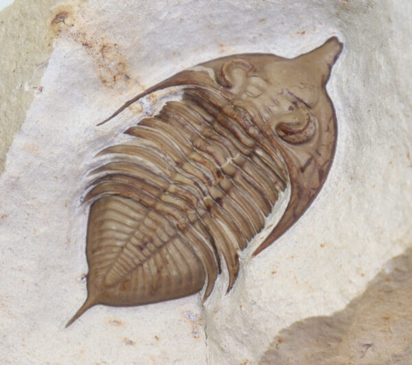 Huntonia (Huntonia) lingulifer (ULRICH & DELO)