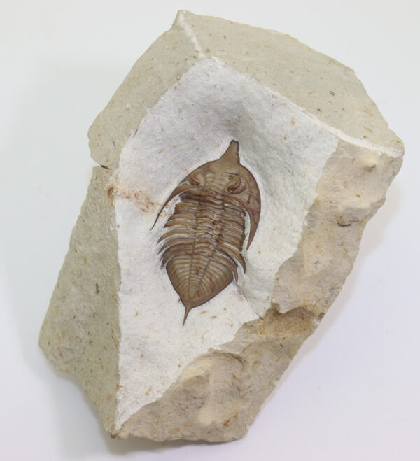 Huntonia (Huntonia) lingulifer (ULRICH & DELO) – Bild 2