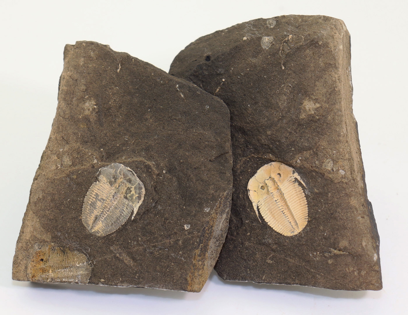 Aulacopleura konincki (BARRANDE)