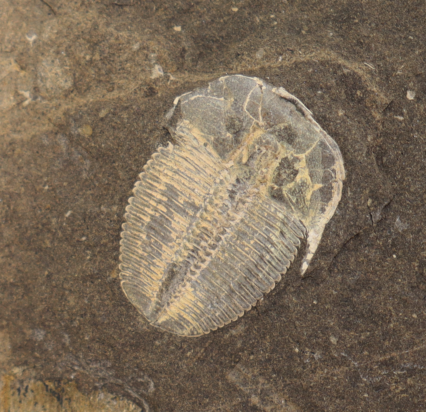 Aulacopleura konincki (BARRANDE) – Bild 2