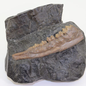 Fam. Cervidae (GOLDFUSS)