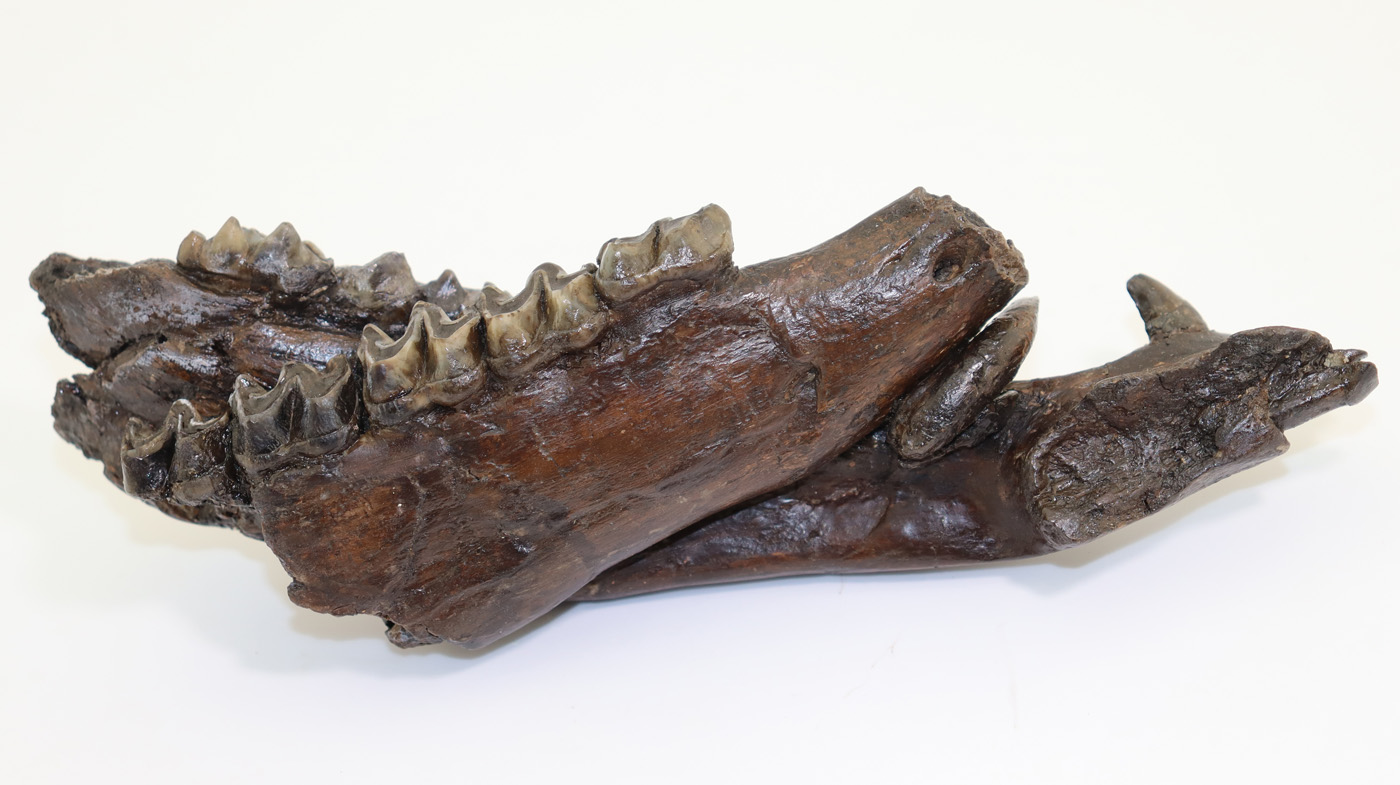 Anchitherium sp. (von MEYER) – Bild 2