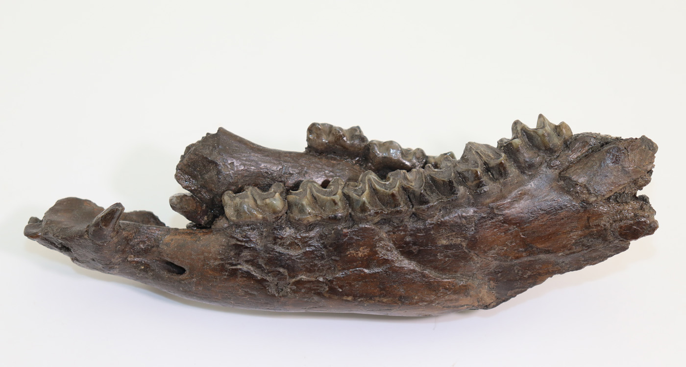 Anchitherium sp. (von MEYER) – Bild 3