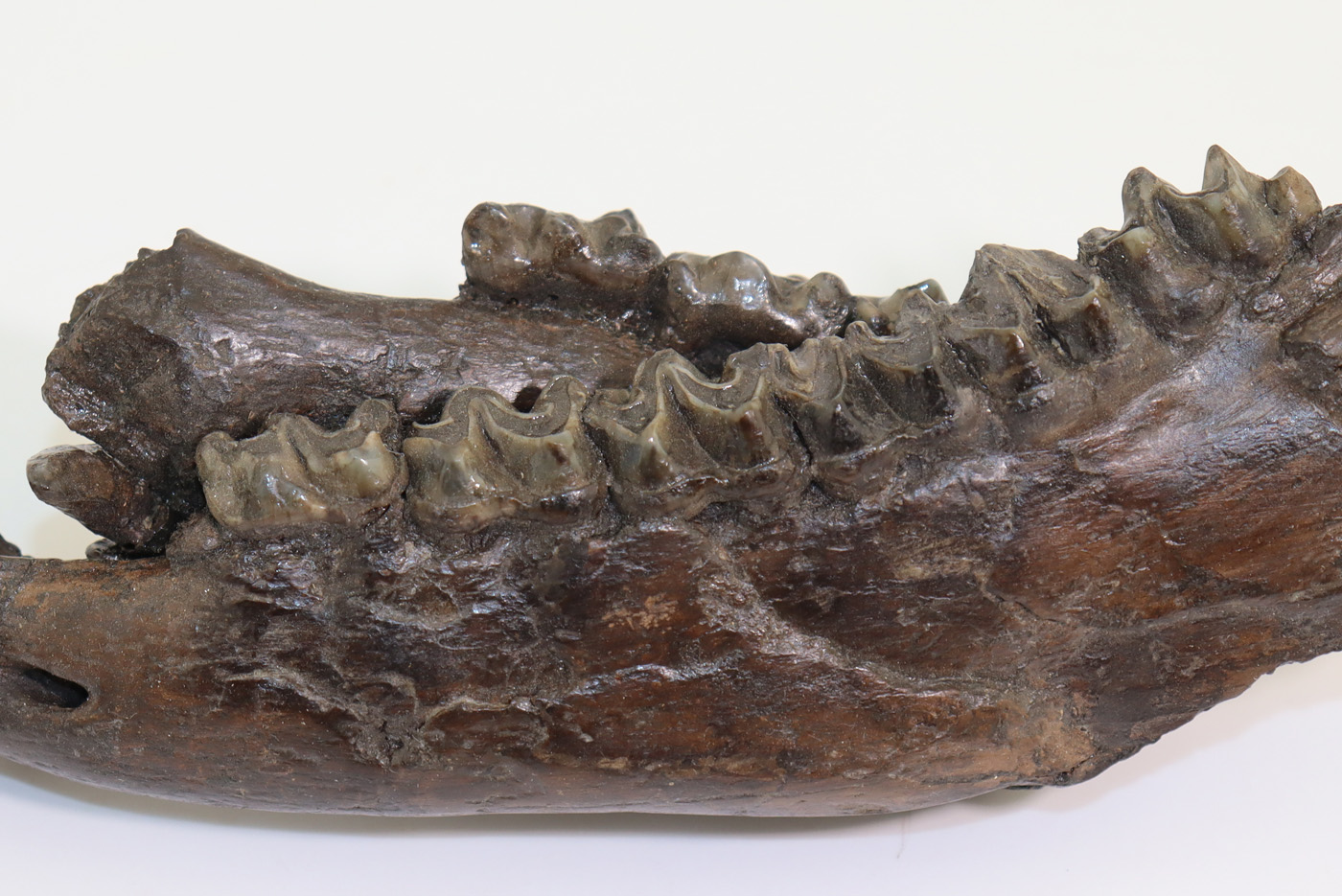 Anchitherium sp. (von MEYER) – Bild 4