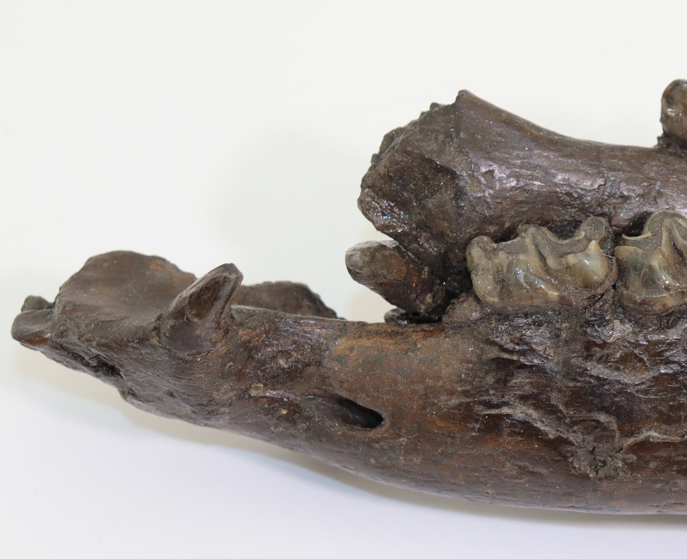 Anchitherium sp. (von MEYER) – Bild 5