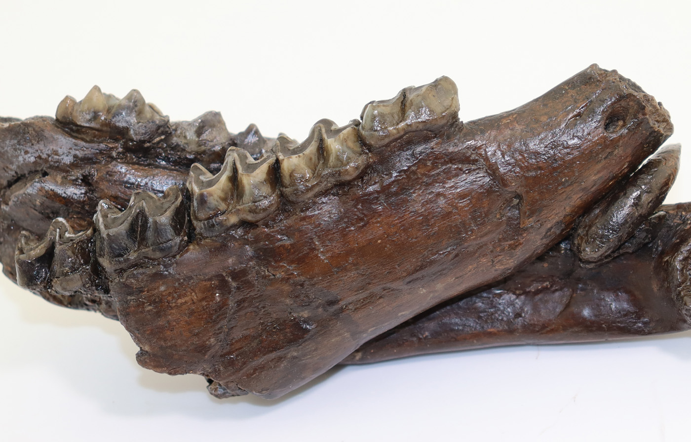 Anchitherium sp. (von MEYER) – Bild 6