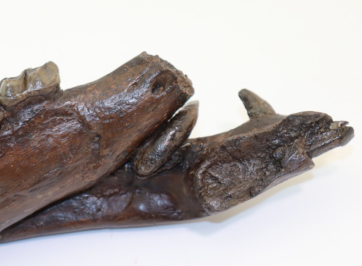 Anchitherium sp. (von MEYER) – Bild 7