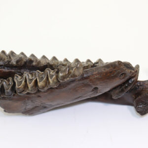 Anchitherium sp. (von MEYER)