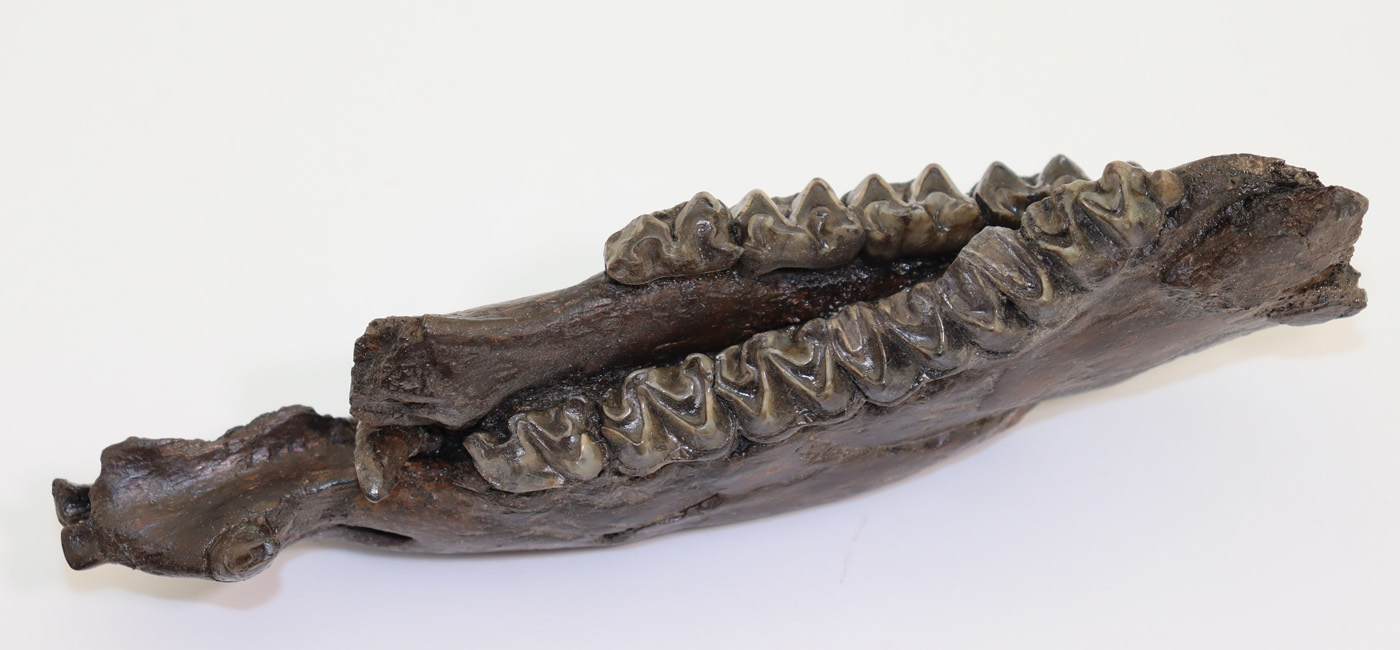 Anchitherium sp. (von MEYER) – Bild 9