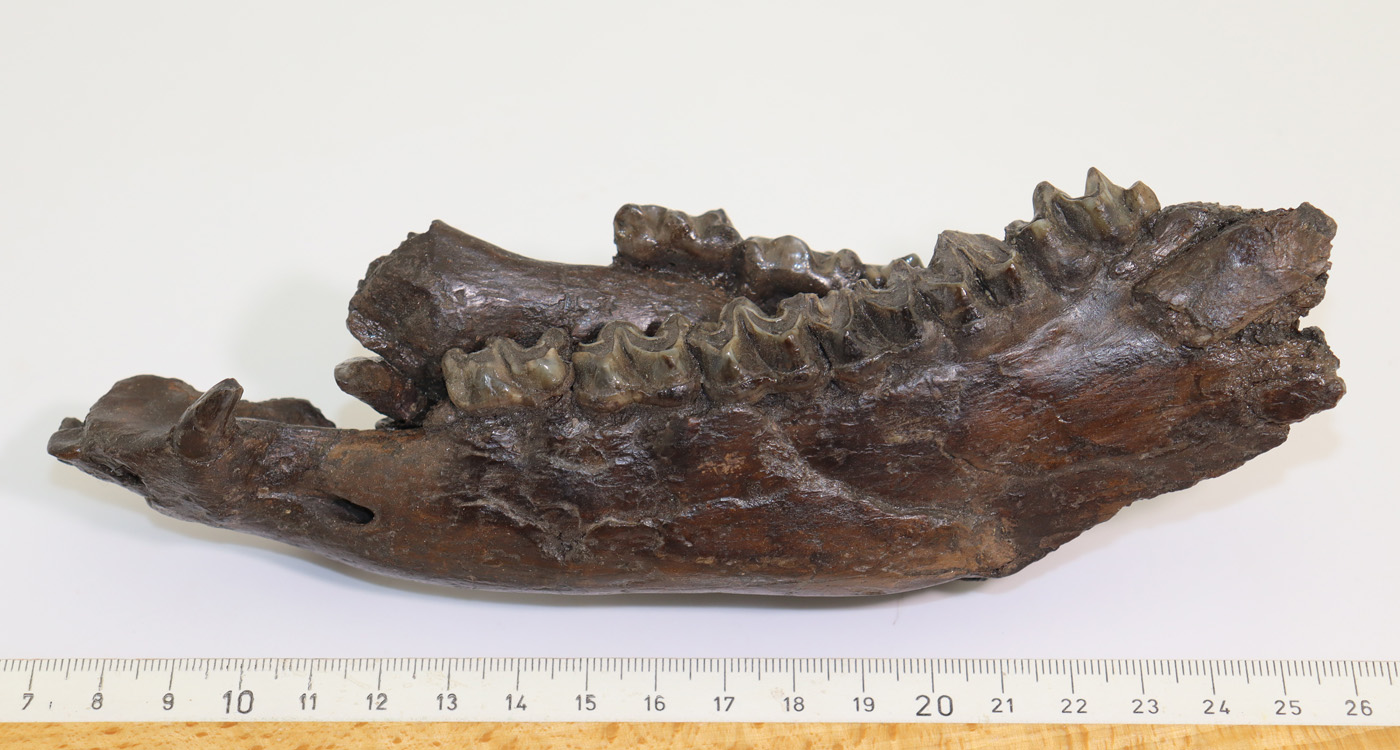 Anchitherium sp. (von MEYER) – Bild 8