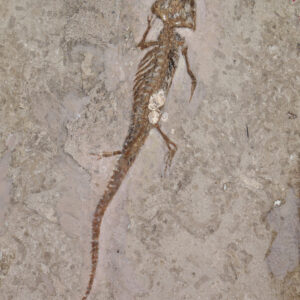 Chelotriton paradoxus (POMEL)