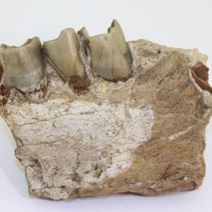 Diceorhinus sp. (GLOGER)