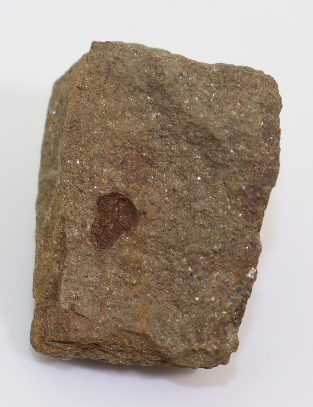 Ptychoparia dubinka (KORDULE) – Bild 5