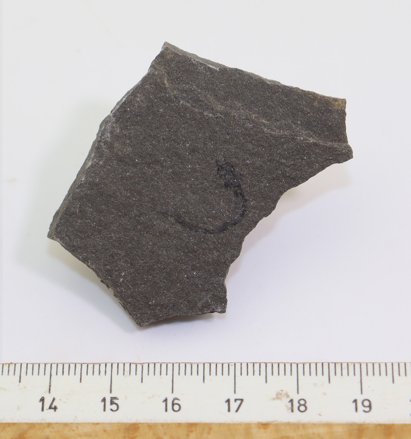Palaeospondylus gunni (TRAQUAIR) – Bild 4