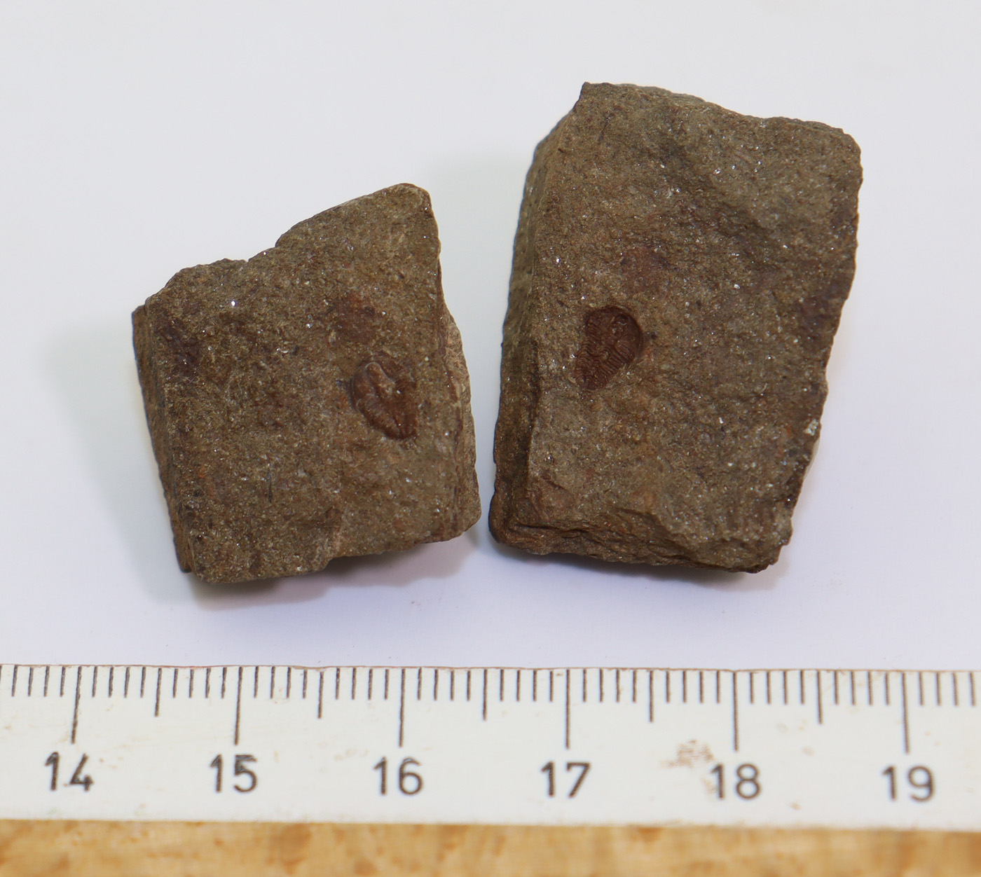 Ptychoparia dubinka (KORDULE) – Bild 6