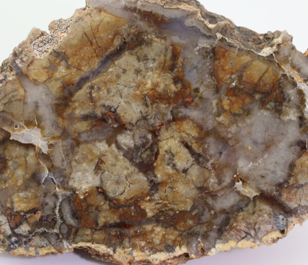 Koprolith – Bild 2