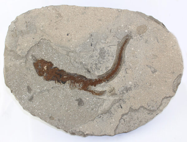 Chelotriton paradoxus (POMEL) – Bild 2