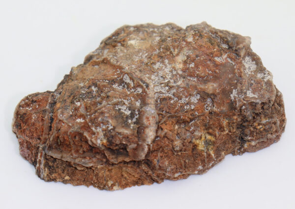 Koprolith – Bild 3