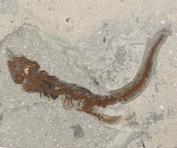Chelotriton paradoxus (POMEL) – Bild 3