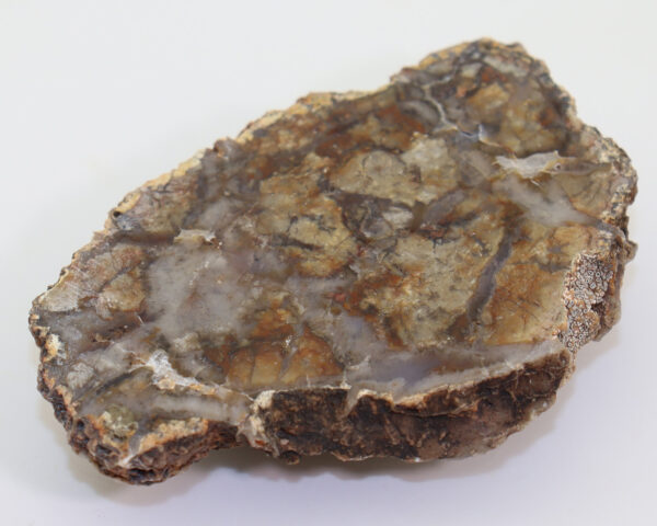 Koprolith – Bild 4