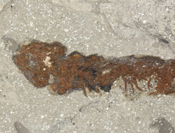 Chelotriton paradoxus (POMEL) – Bild 4
