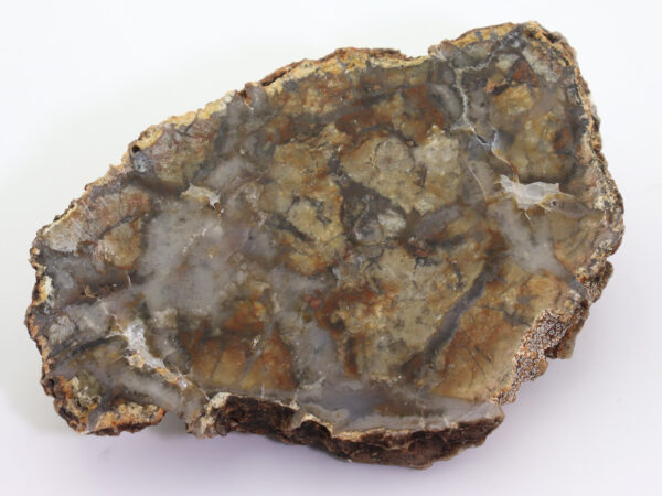 Koprolith – Bild 5