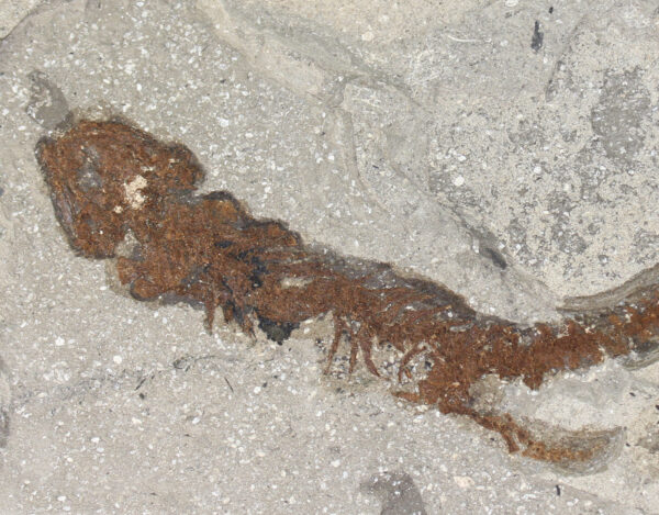 Chelotriton paradoxus (POMEL) – Bild 5