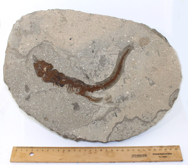 Chelotriton paradoxus (POMEL) – Bild 6