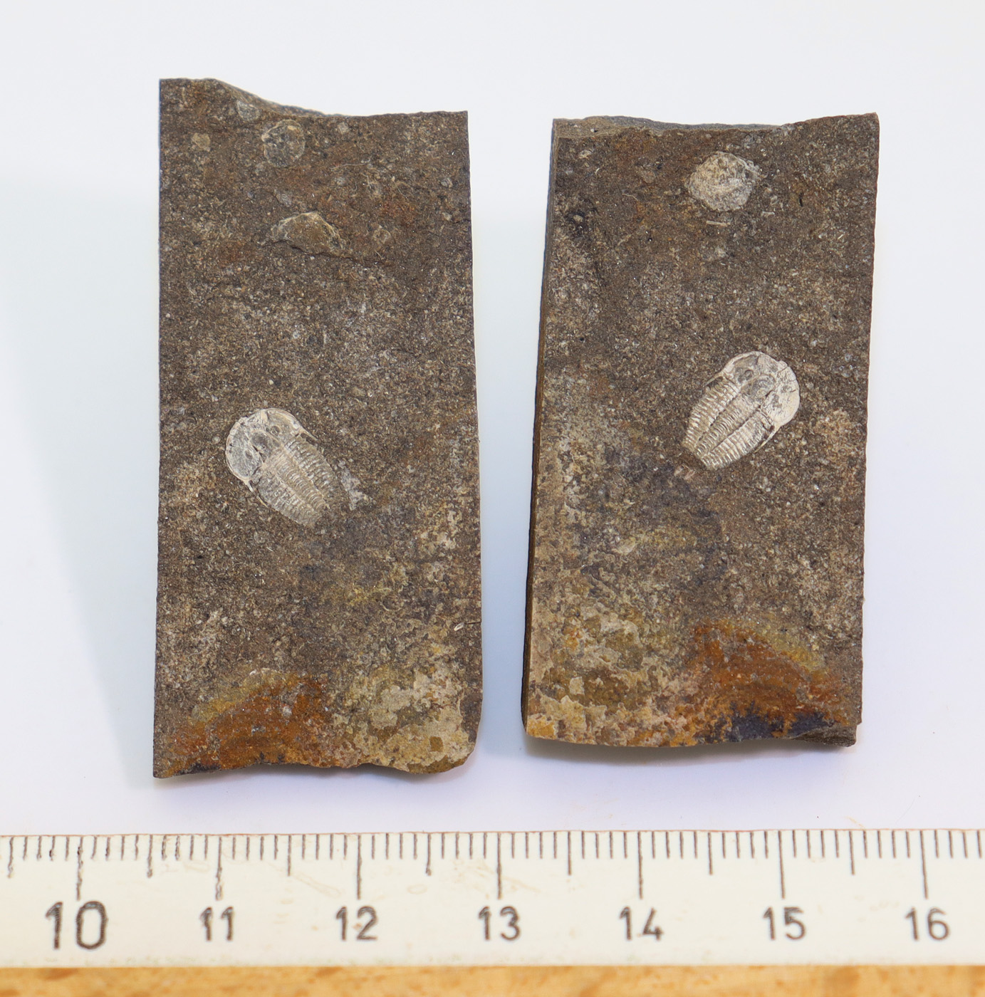 Harpidella misera (BARRANDE) – Bild 7