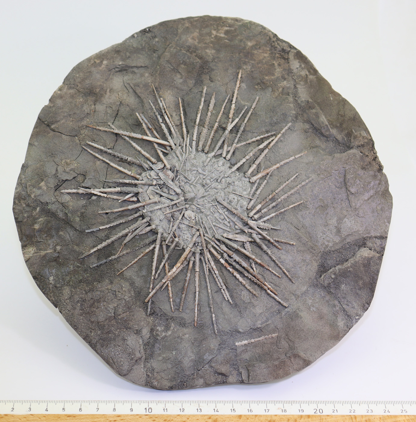 Archaeocidaris brownwoodensis (SCHNEIDER & AL) – Bild 7